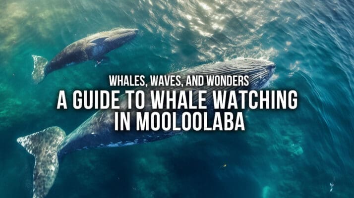 Whales, Waves, and Wonders: A Comprehensive Guide to Whale Watching in Mooloolaba