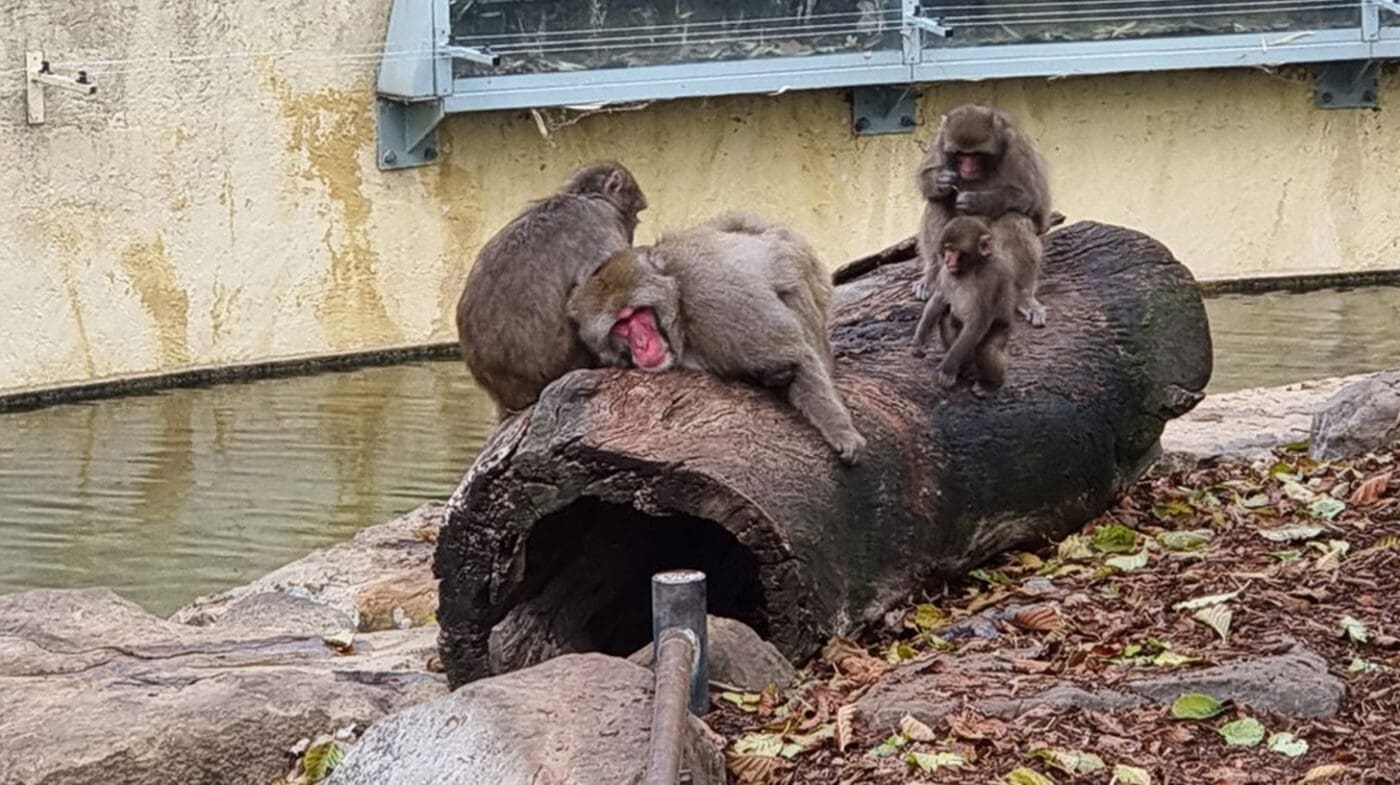 Launceston City Park Monkeys